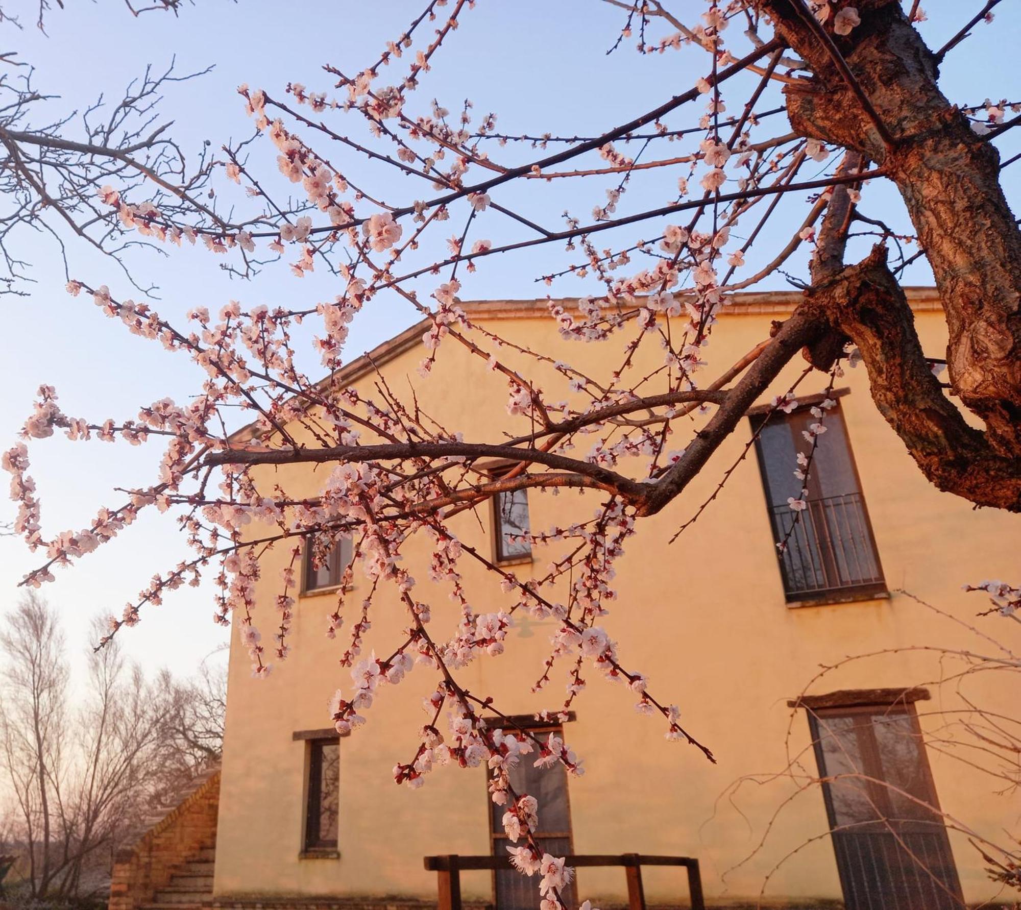 Il Casale Di Aurora Country House Colmurano Exterior foto